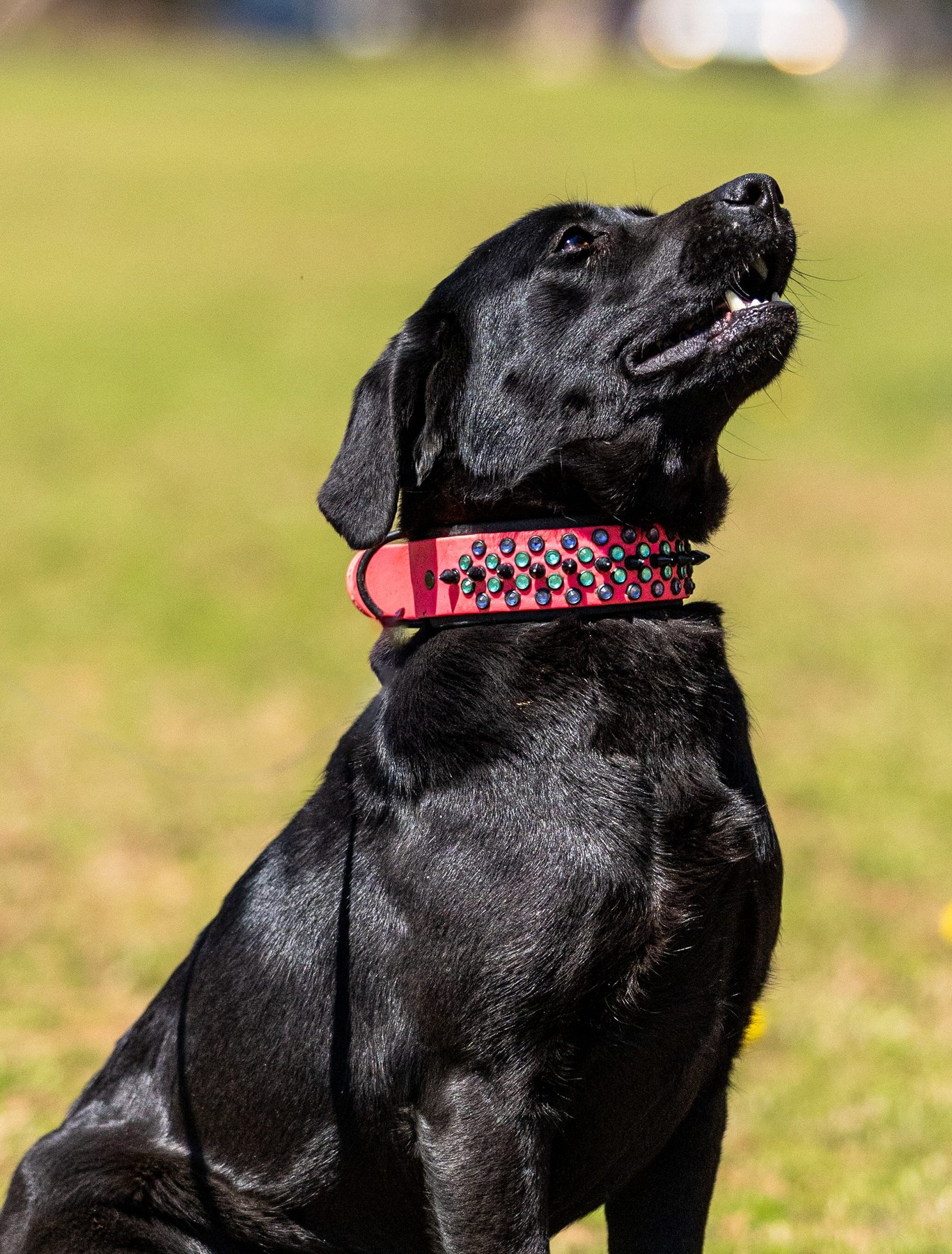 K9aholics NC Dog Training