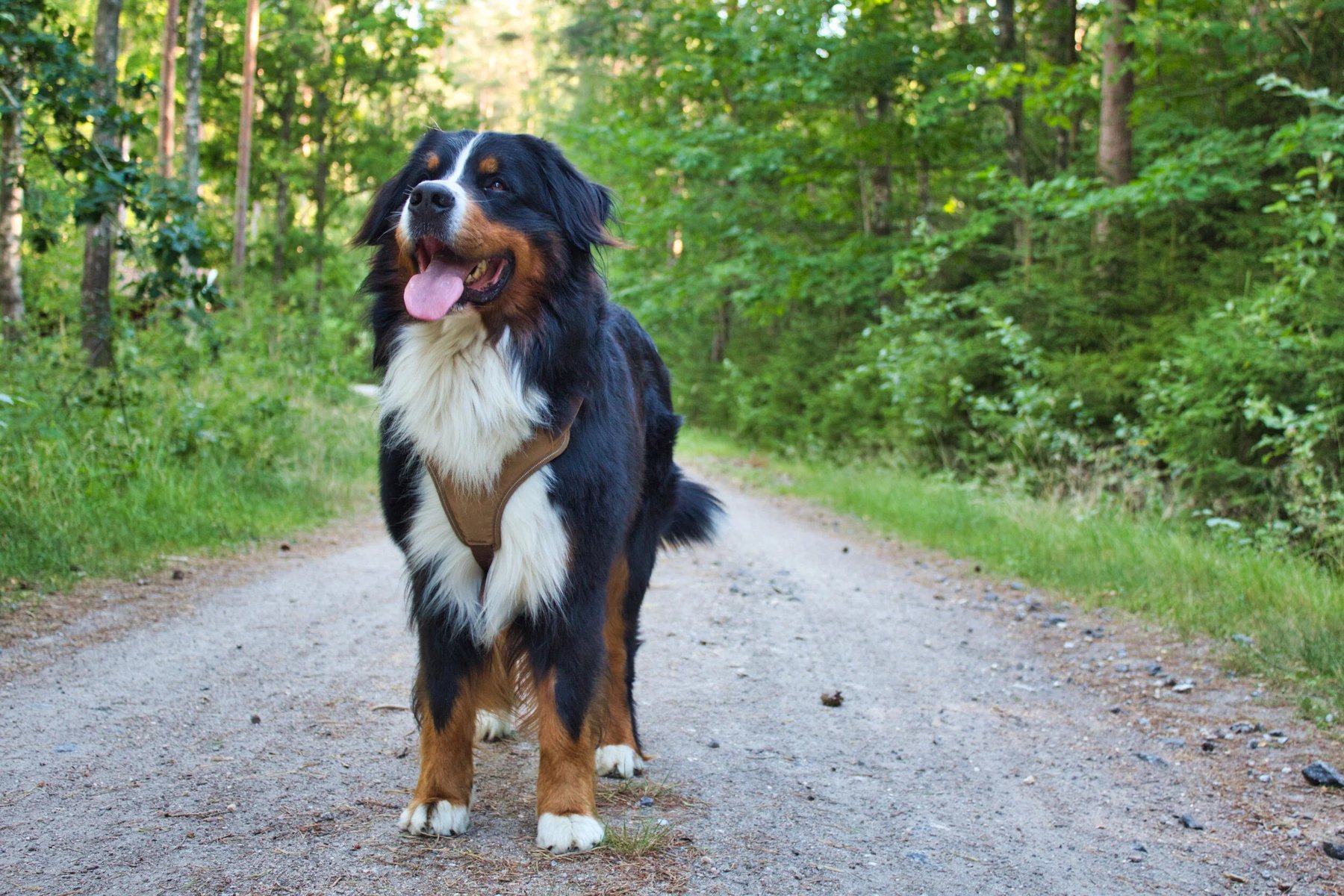 Custom Canine Companion — dog trainer in Columbia, TN