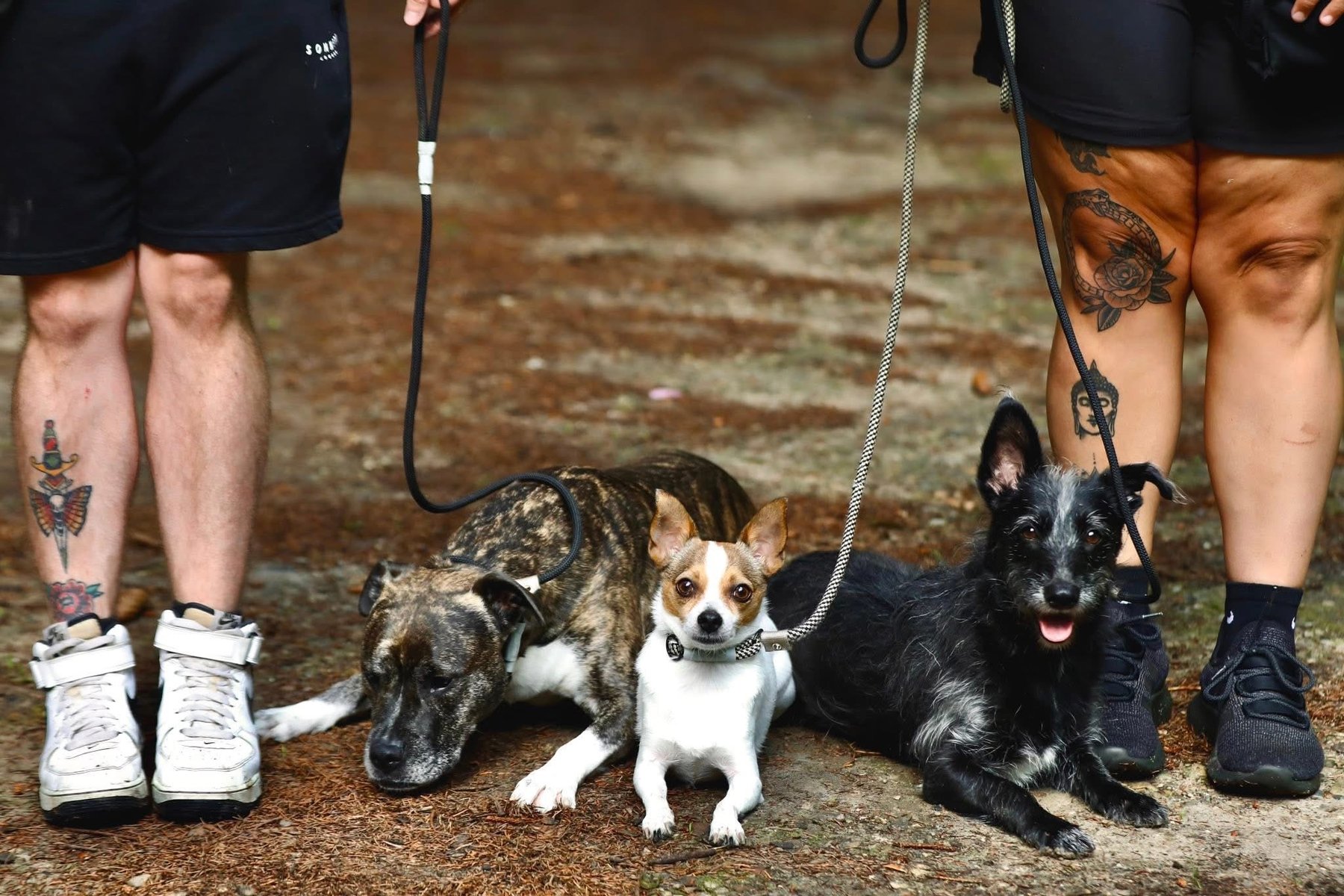 Nose Eyes Ears Dog Training