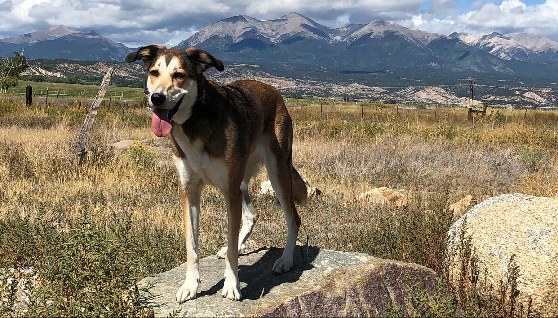 Happy Hound Happy Home Dog Training and Rehabilitation, LLC — dog trainer in Pueblo, CO