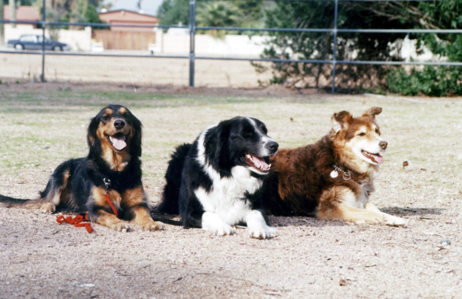 Payson Dog Training