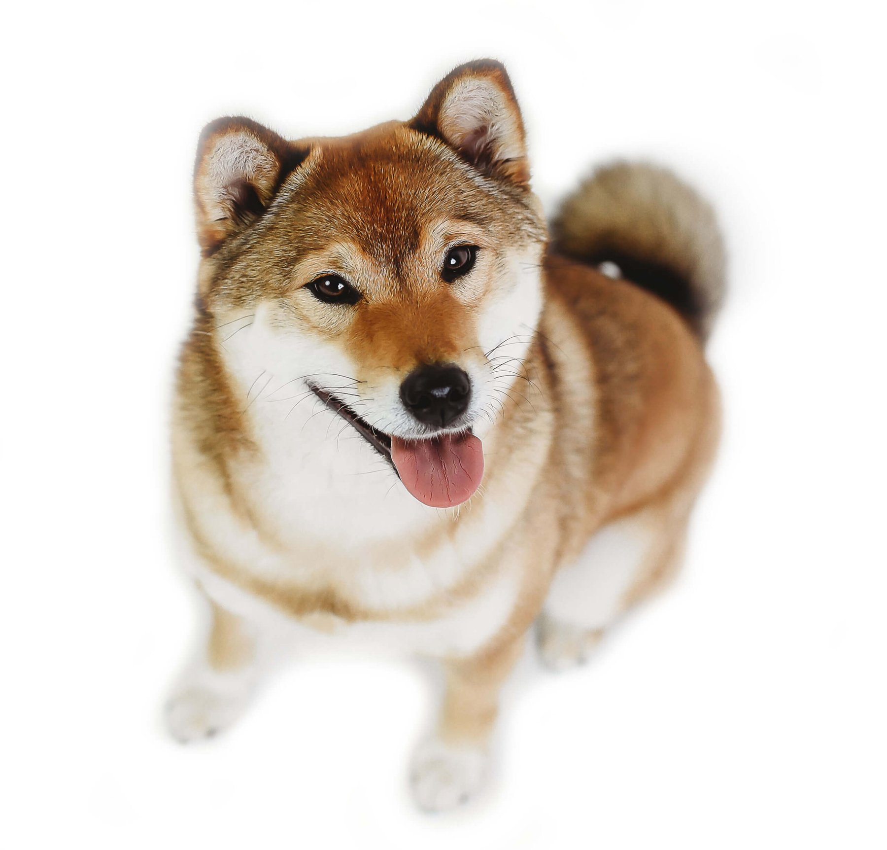Happy Tails Learning Center for Dogs