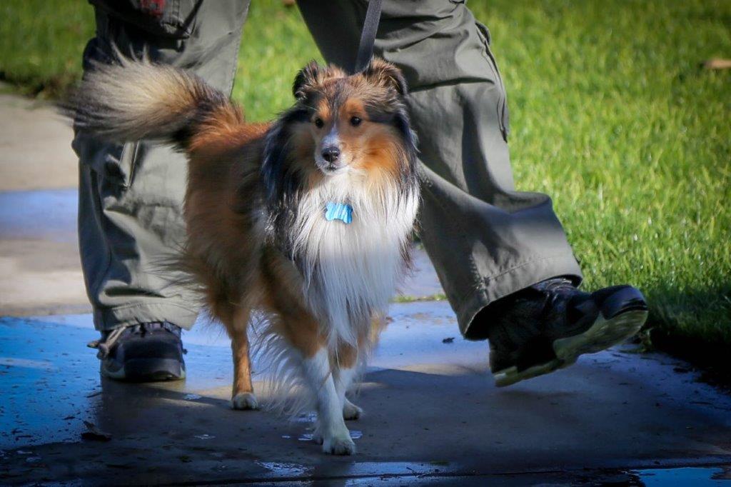 K.O. Dog Training