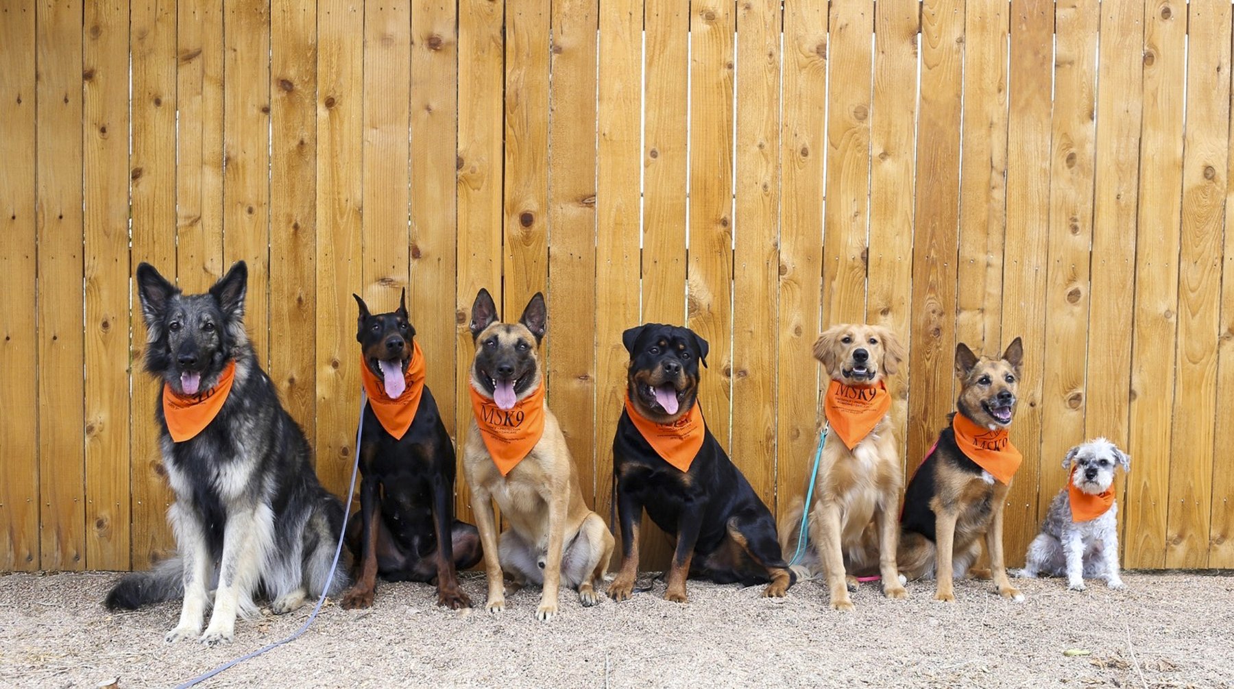 Mountain State K9 Academy