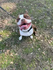 Dog Training In Your Home, Myrtle Beach