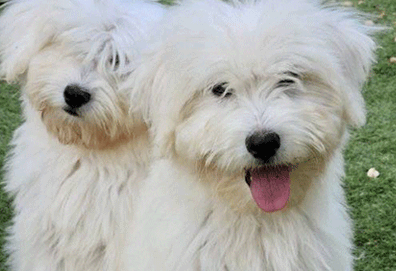 Dog Academy of NC, LLC