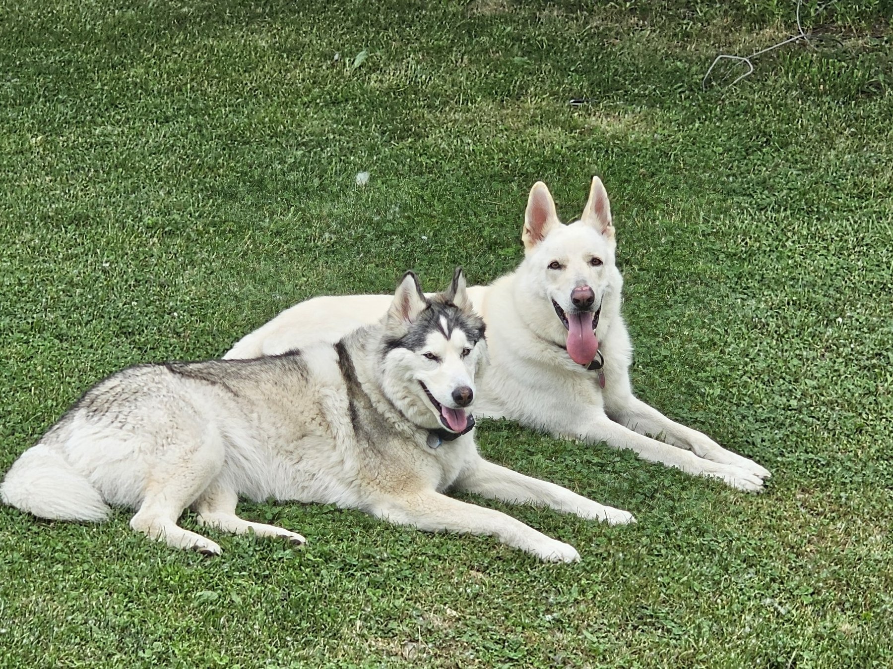 Wyoming County Dog Trainer