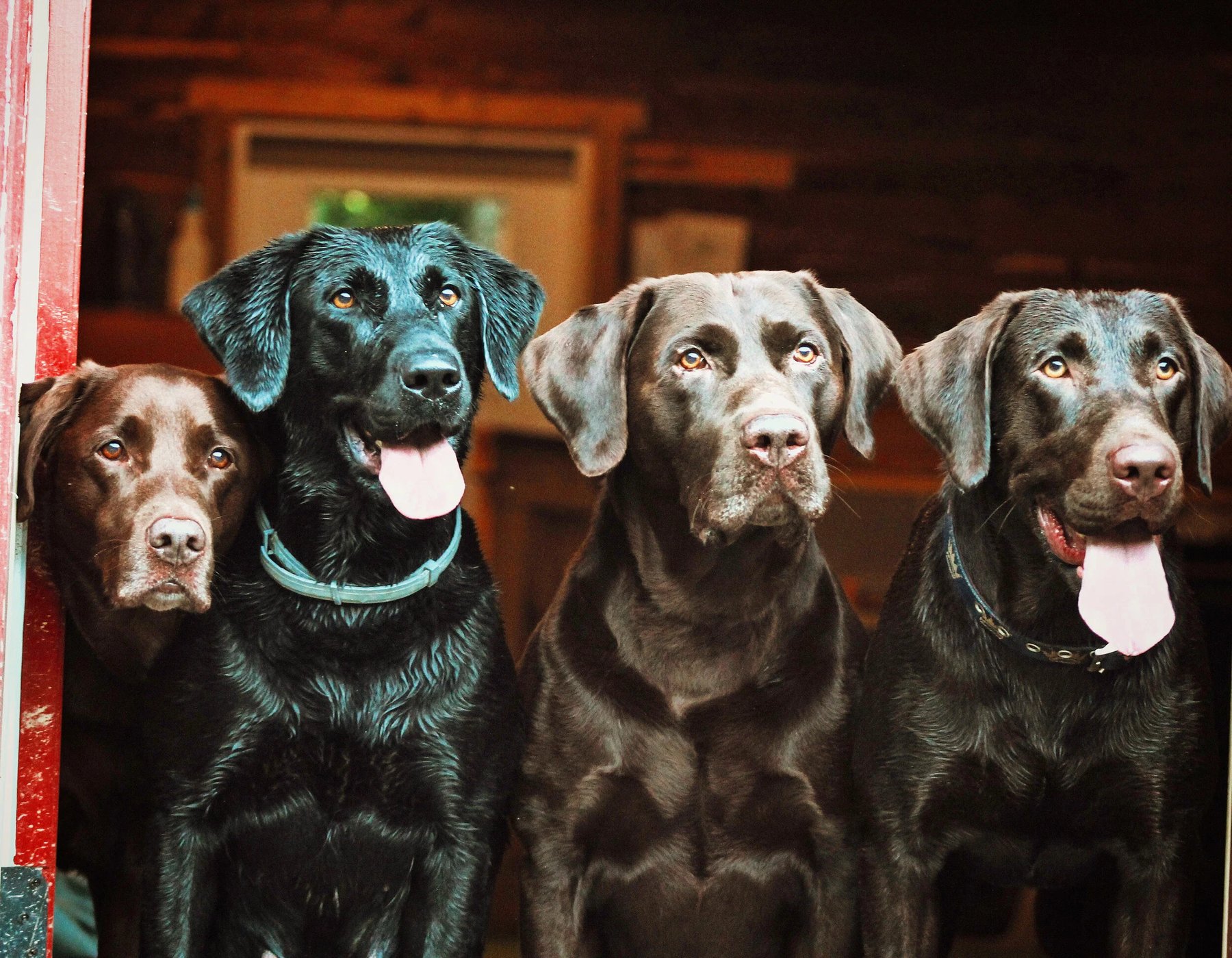 Southern Pro Kennel