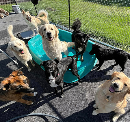 Doggy Playcare