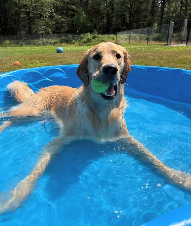 A Dog’s Life Camp and Spa