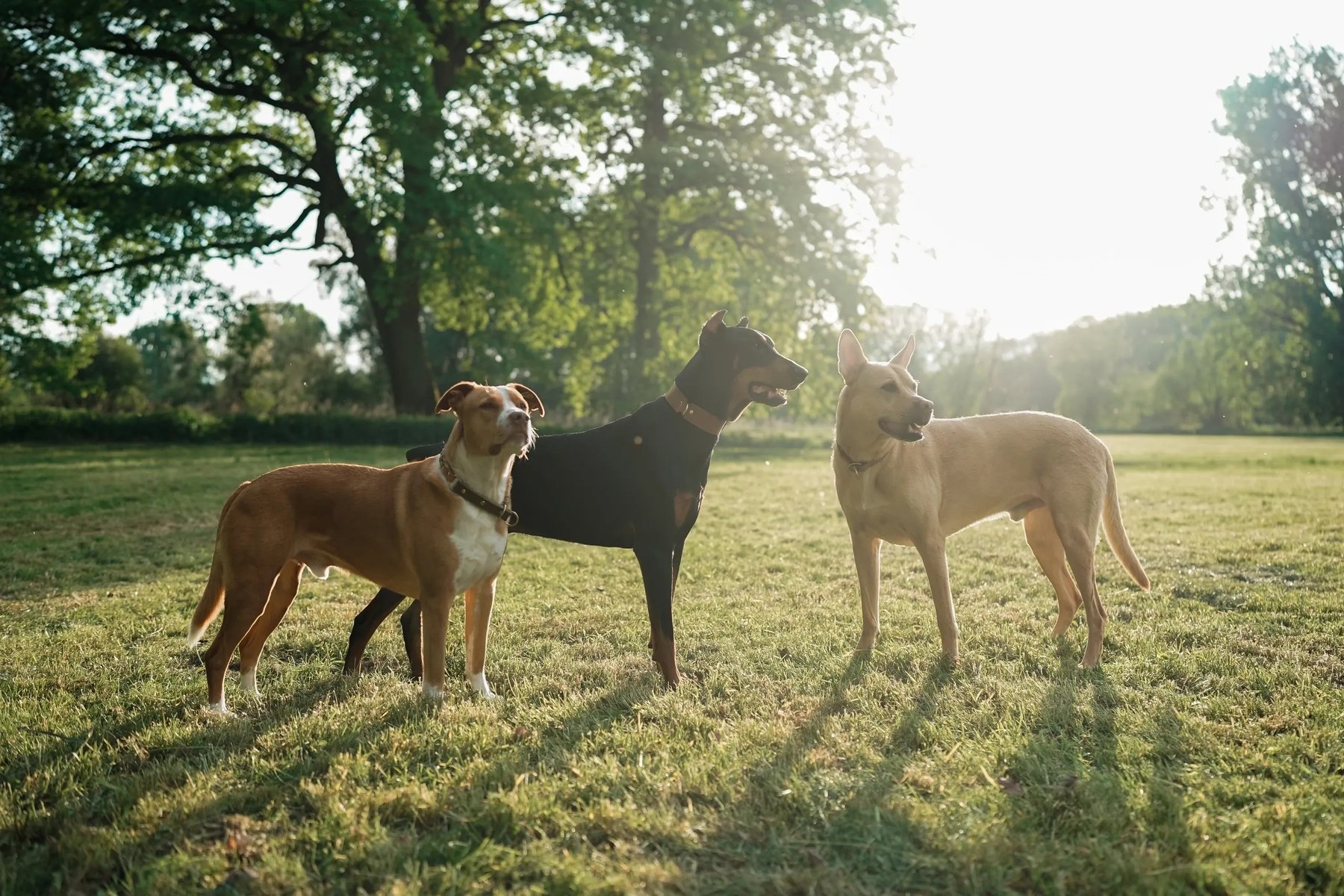 Gentle Wolf Dog Training KC