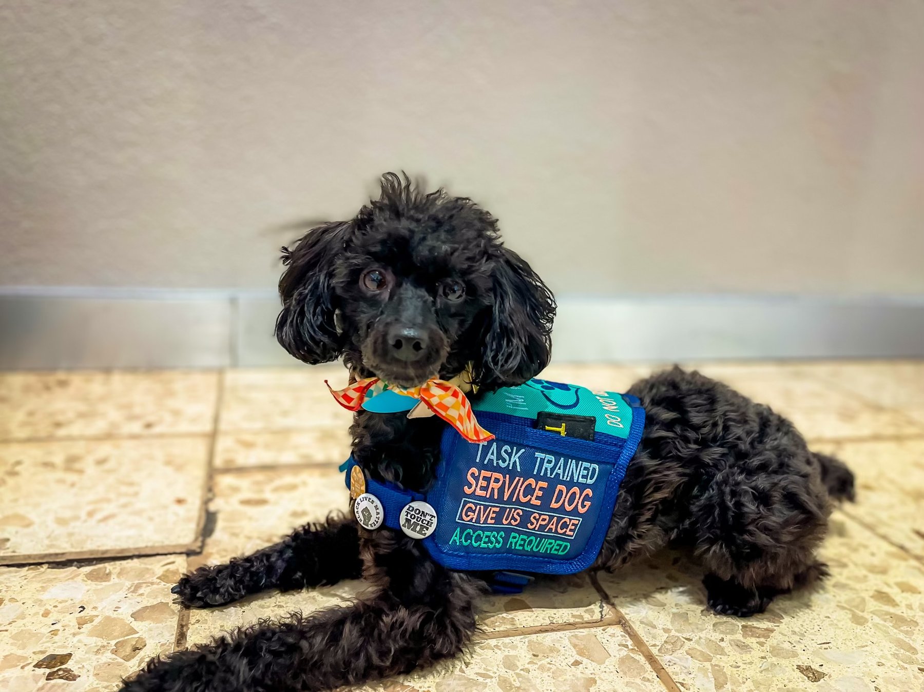 K9 Service Companions Dog Training