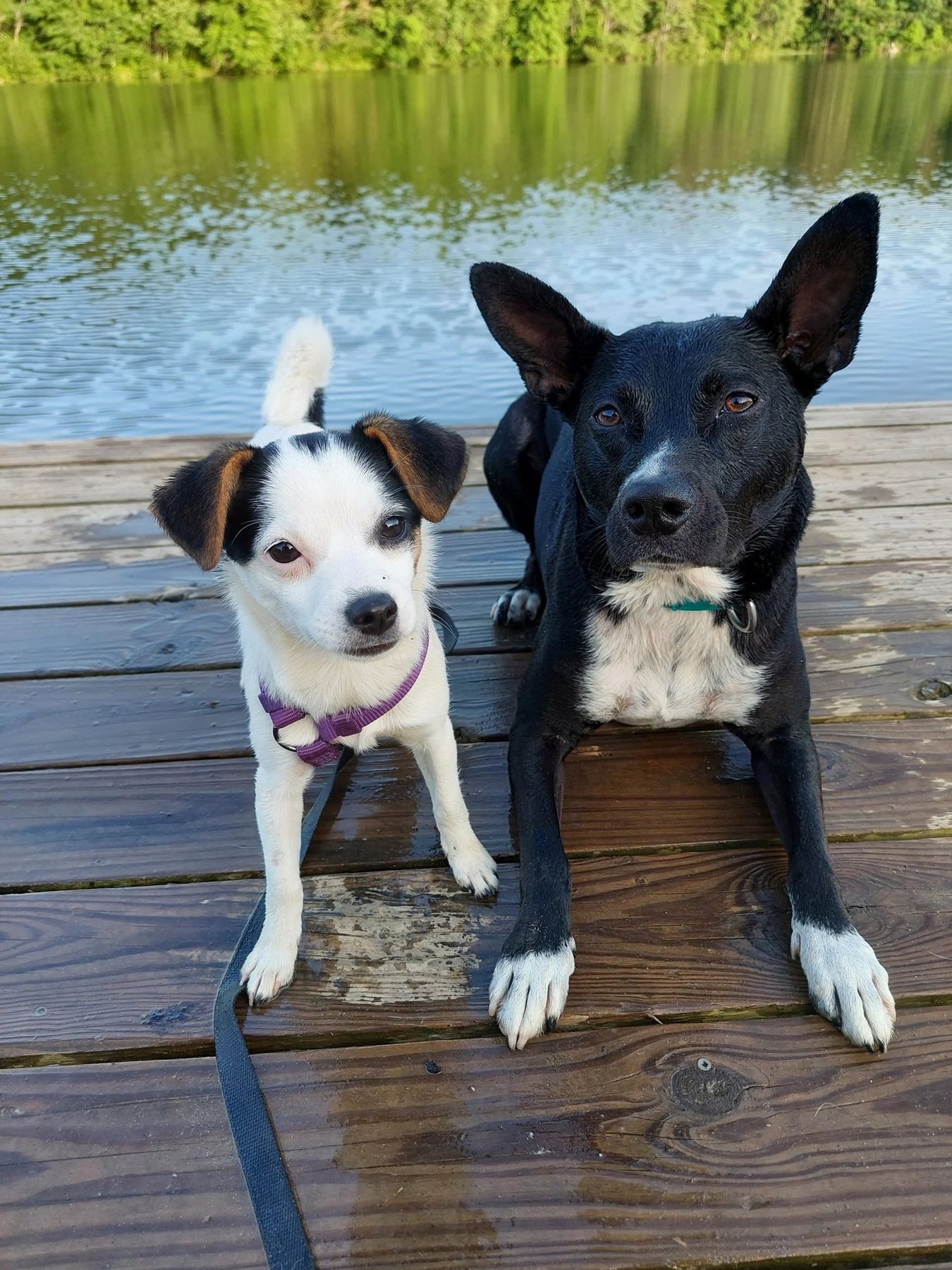 Mindful Mutts LLC