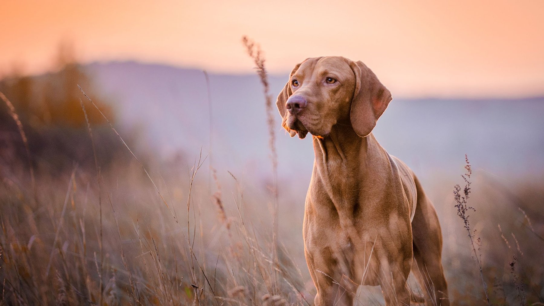 Sit Means Sit Dog Training Knoxville