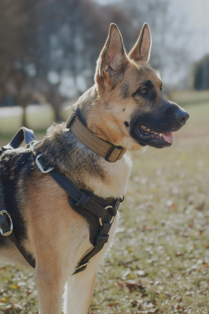 Seraph K9