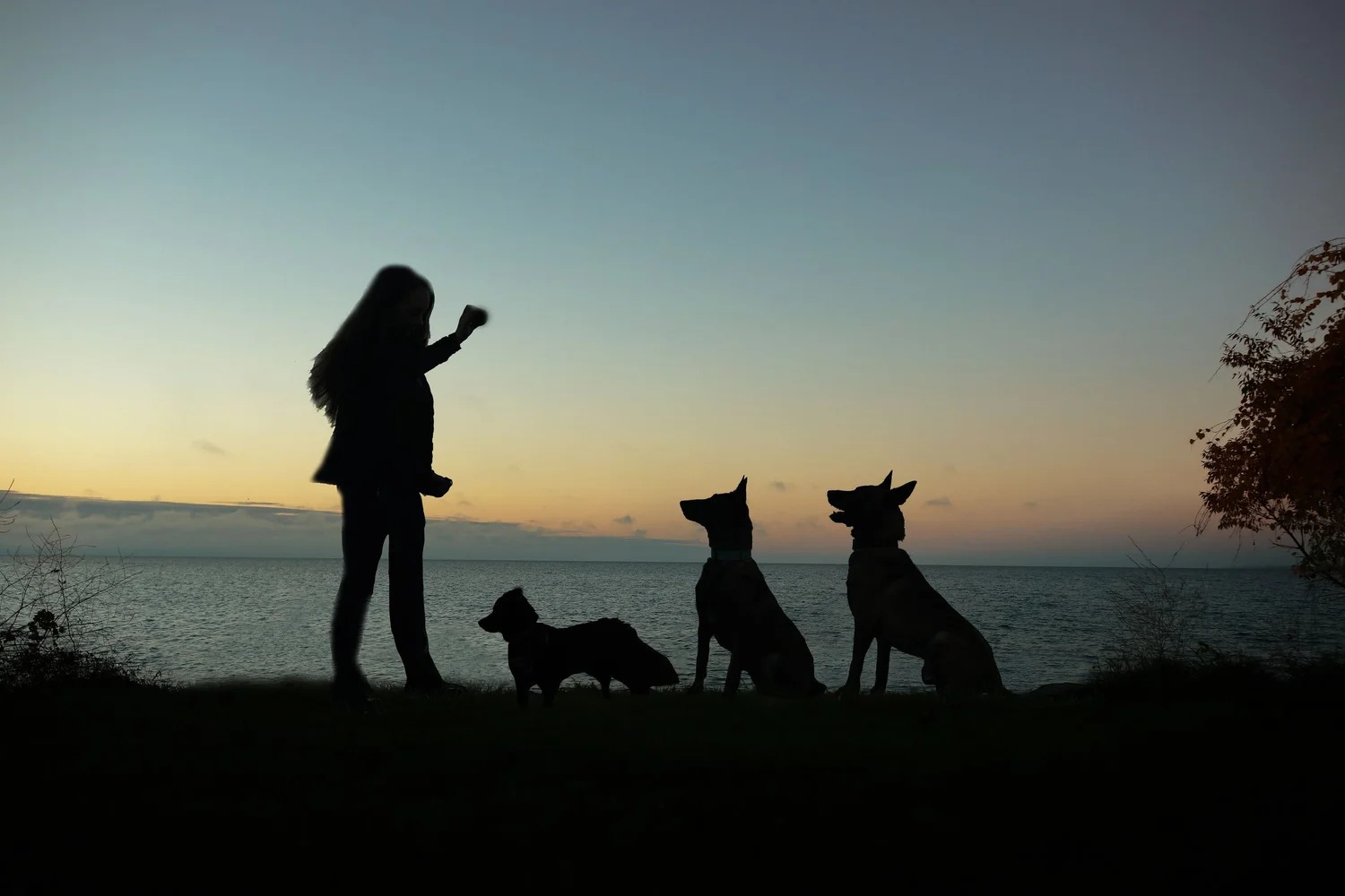 Force Free Dale Dog Training