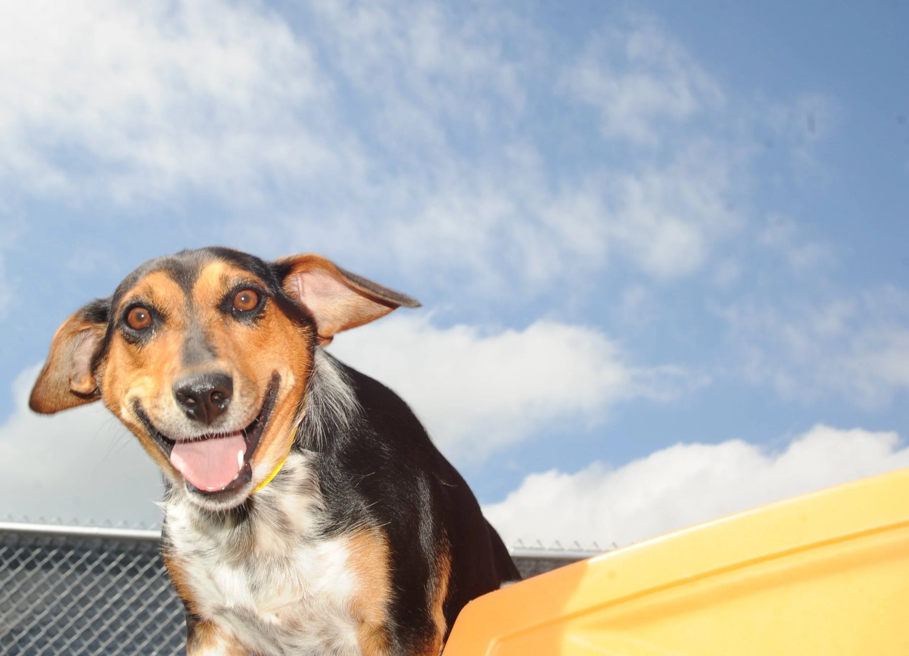 See Spot Run On 21 — dog trainer in Appleton, WI