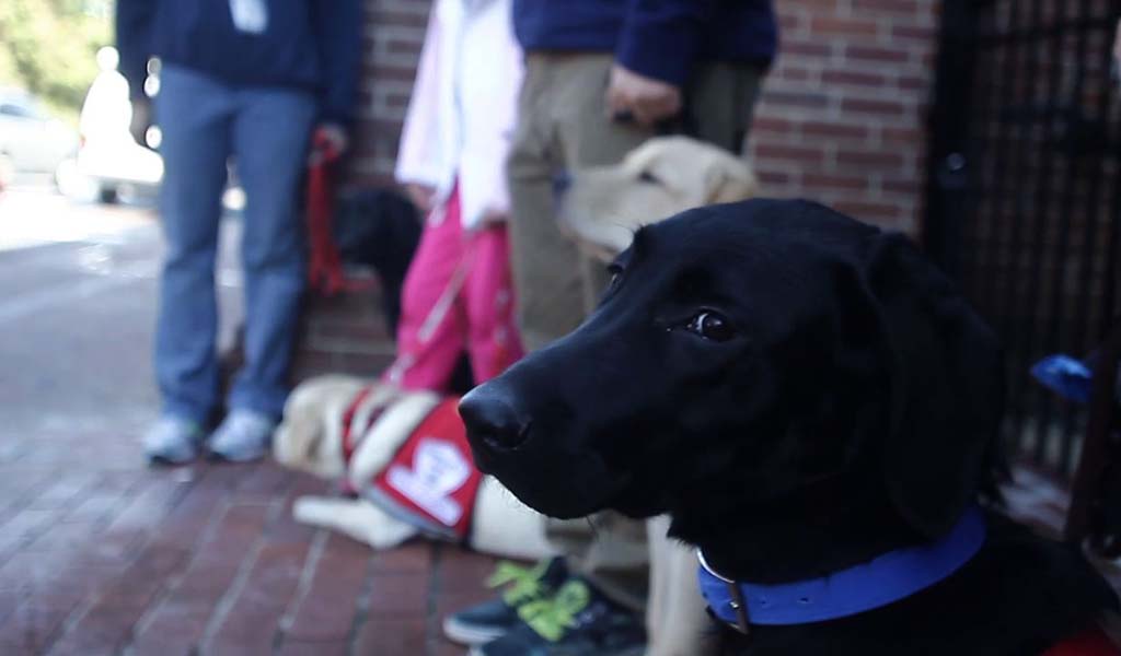 Debby Kay's Super Sniffer Program — dog trainer in Martinsburg, WV