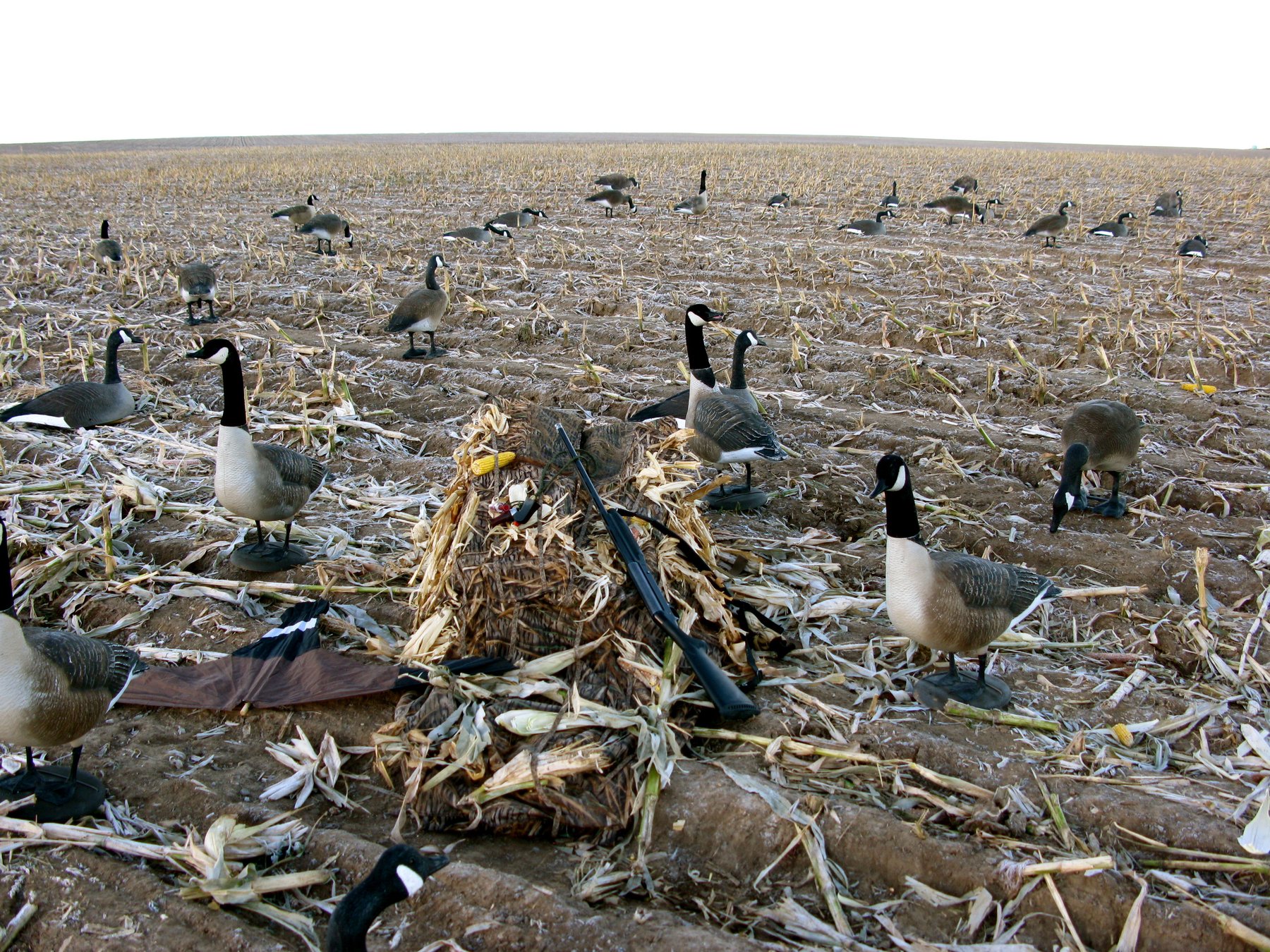 WingNut Retrievers