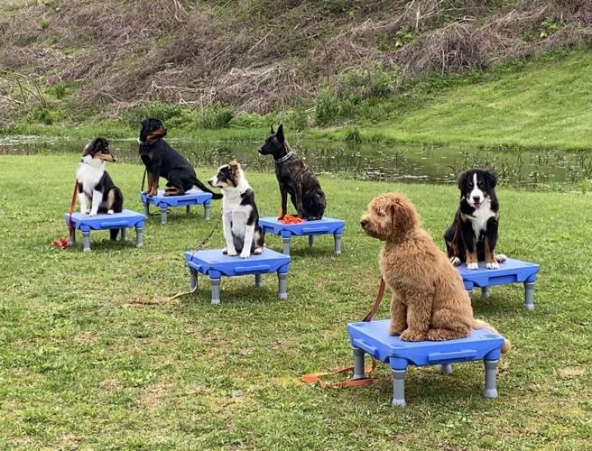 Krystal Creek Kennels — dog trainer in Sheboygan, WI