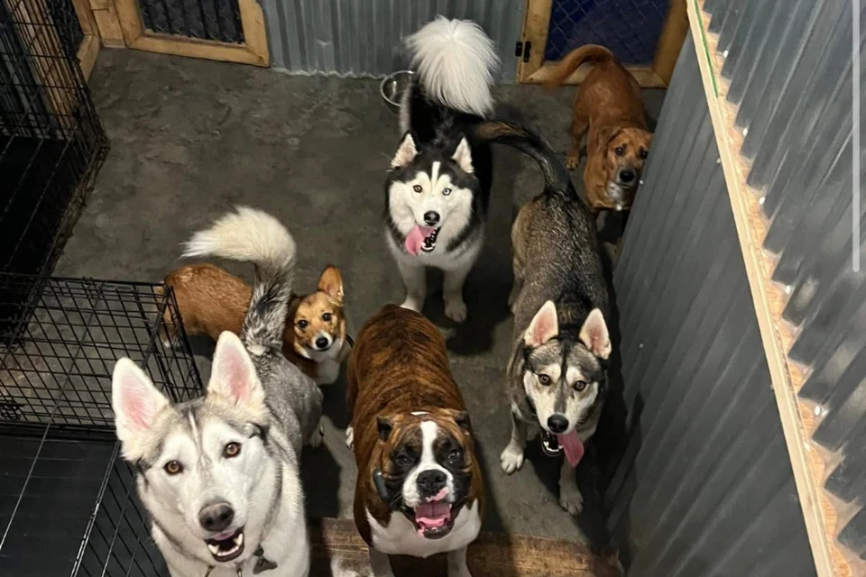 Top Dog USA
