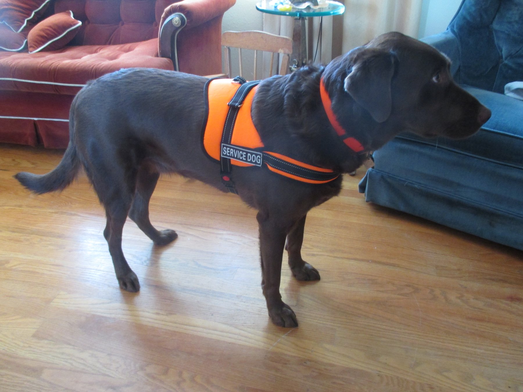 Best Friends Dogs; Training & Behavior