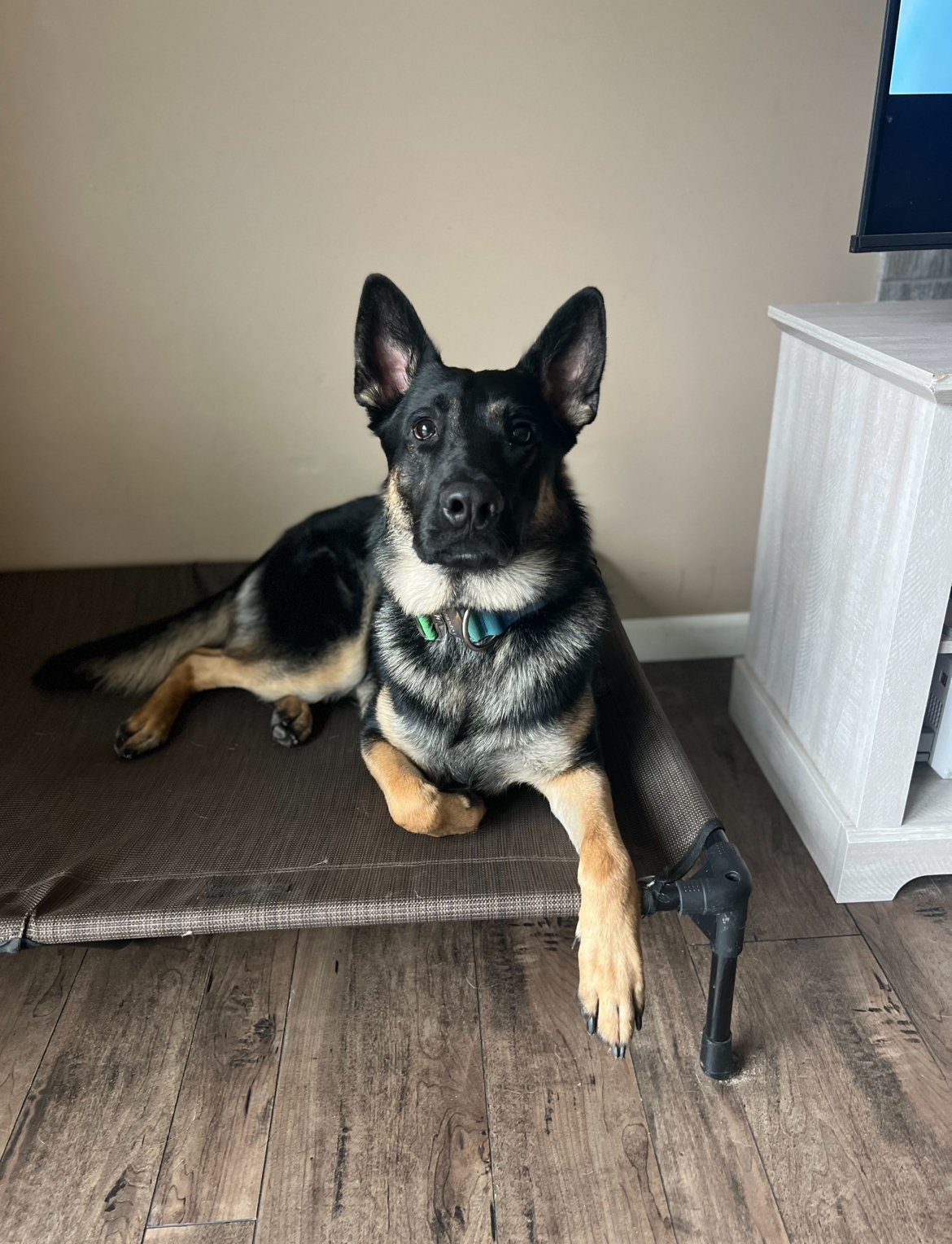 Bad Habit K9 Training — dog trainer in Minneapolis, MN