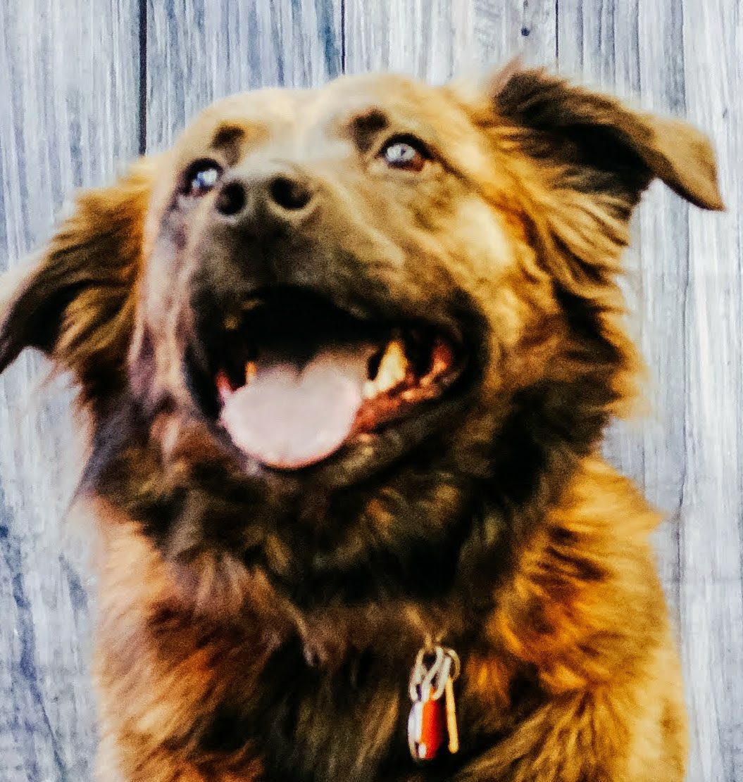 Ozzilly Neighborhood Dog Training