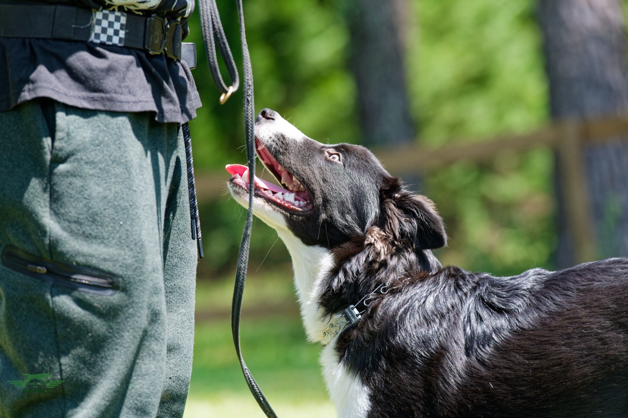 Airborne K9 Dog Training