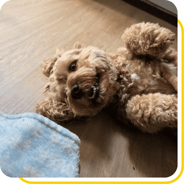 Dog Days Pet Care — dog trainer in Islip & Central Suffolk, NY