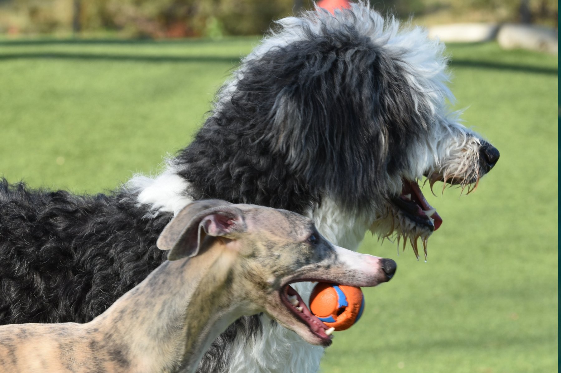 K9’s Unleashed Training Academy