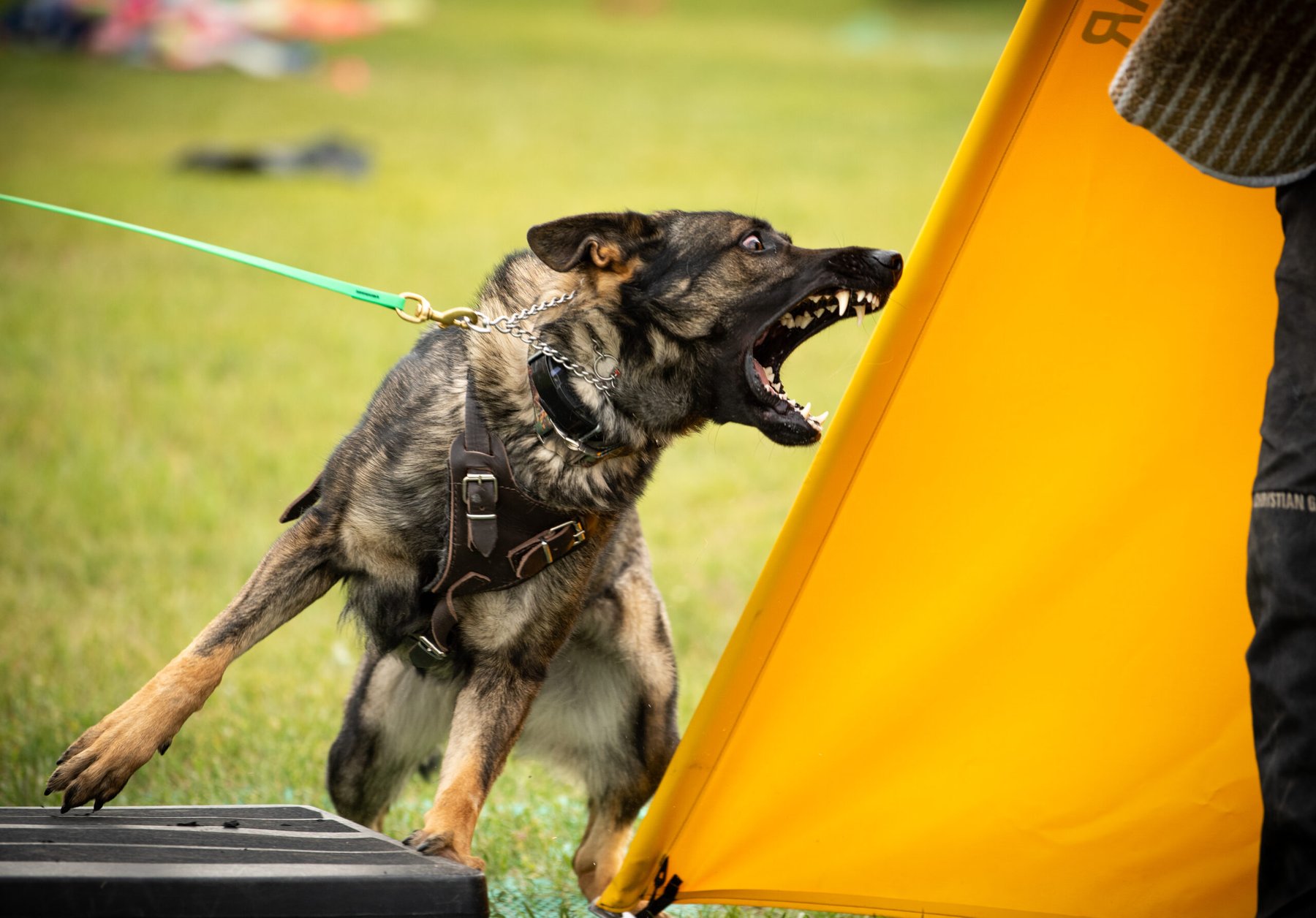 Ouray Working Dog Club