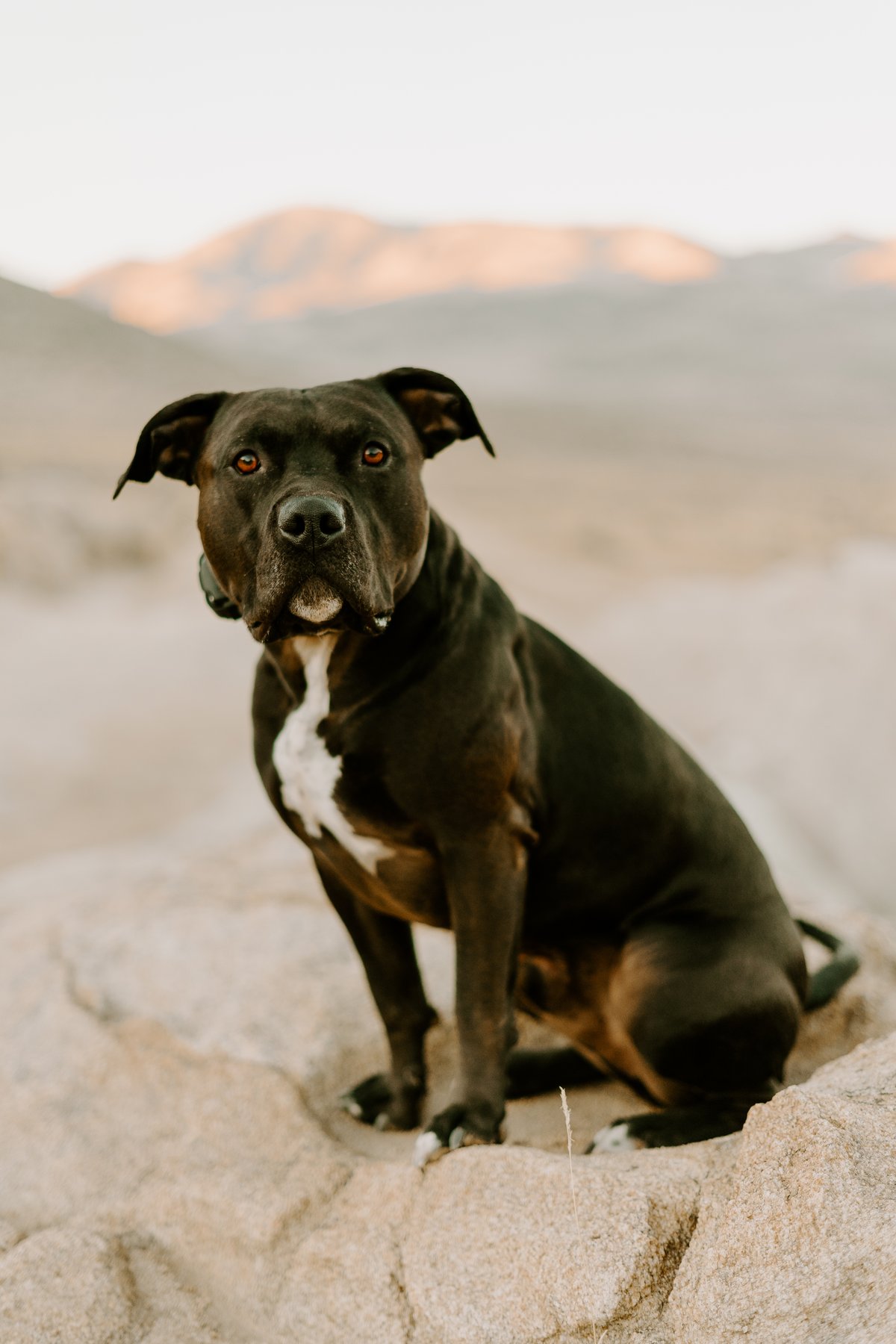 Simple K-9