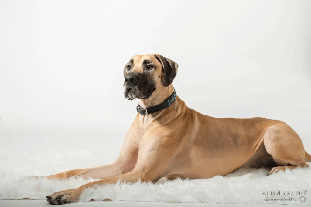 Colt’s Canine Club, LLC