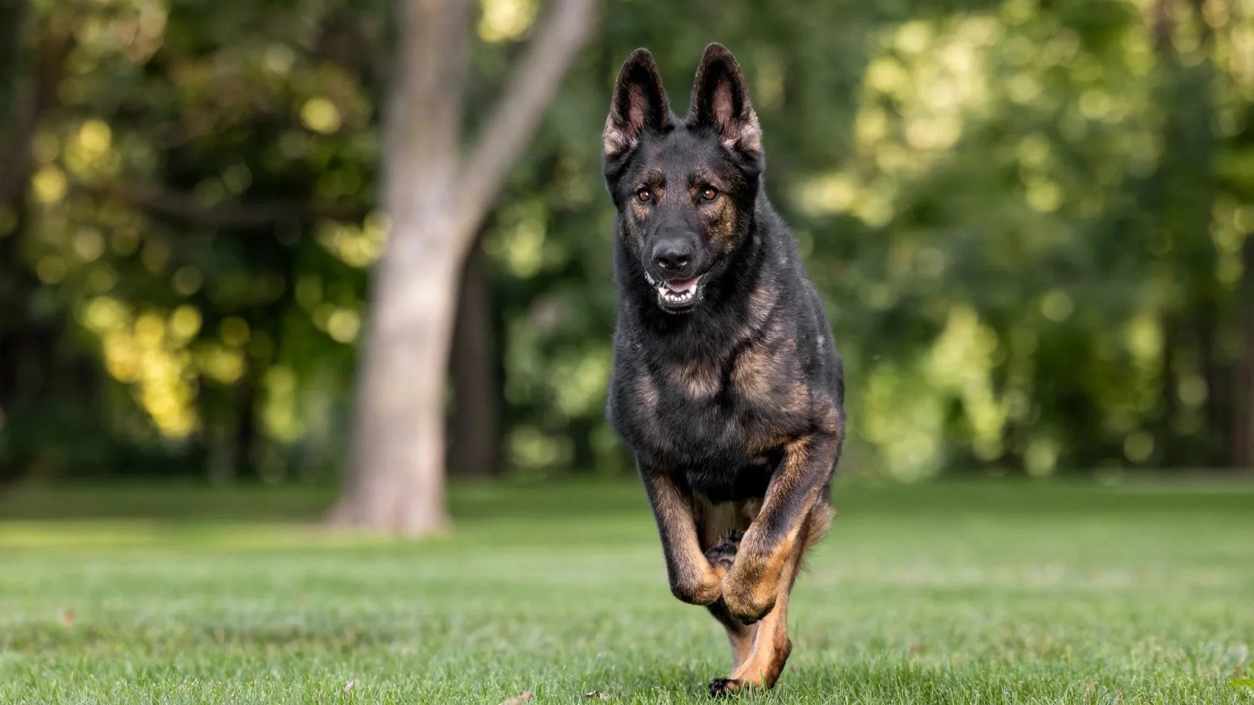 The Heeling Shepherd — dog trainer in Muskegon, MI