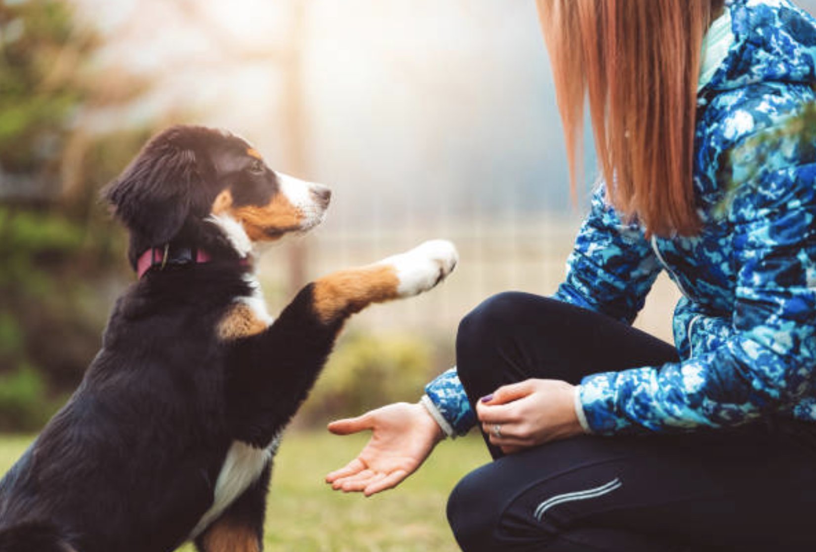Century Dog Training — dog trainer in Layton, UT