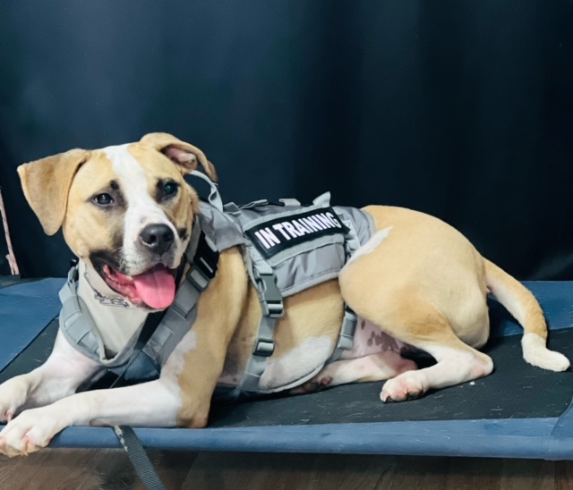 North Paws Board & Training