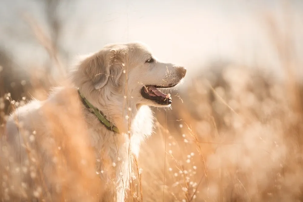 Remi’s K9 Academy & Pet Resort, LLC