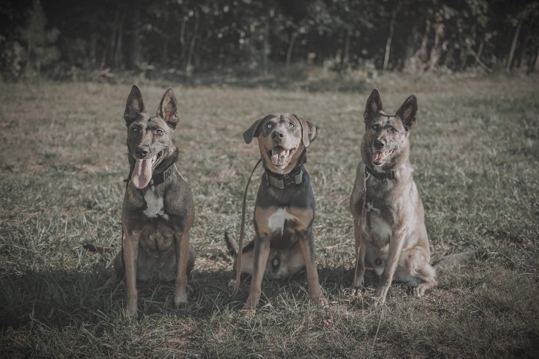 Smokey Oaks K9