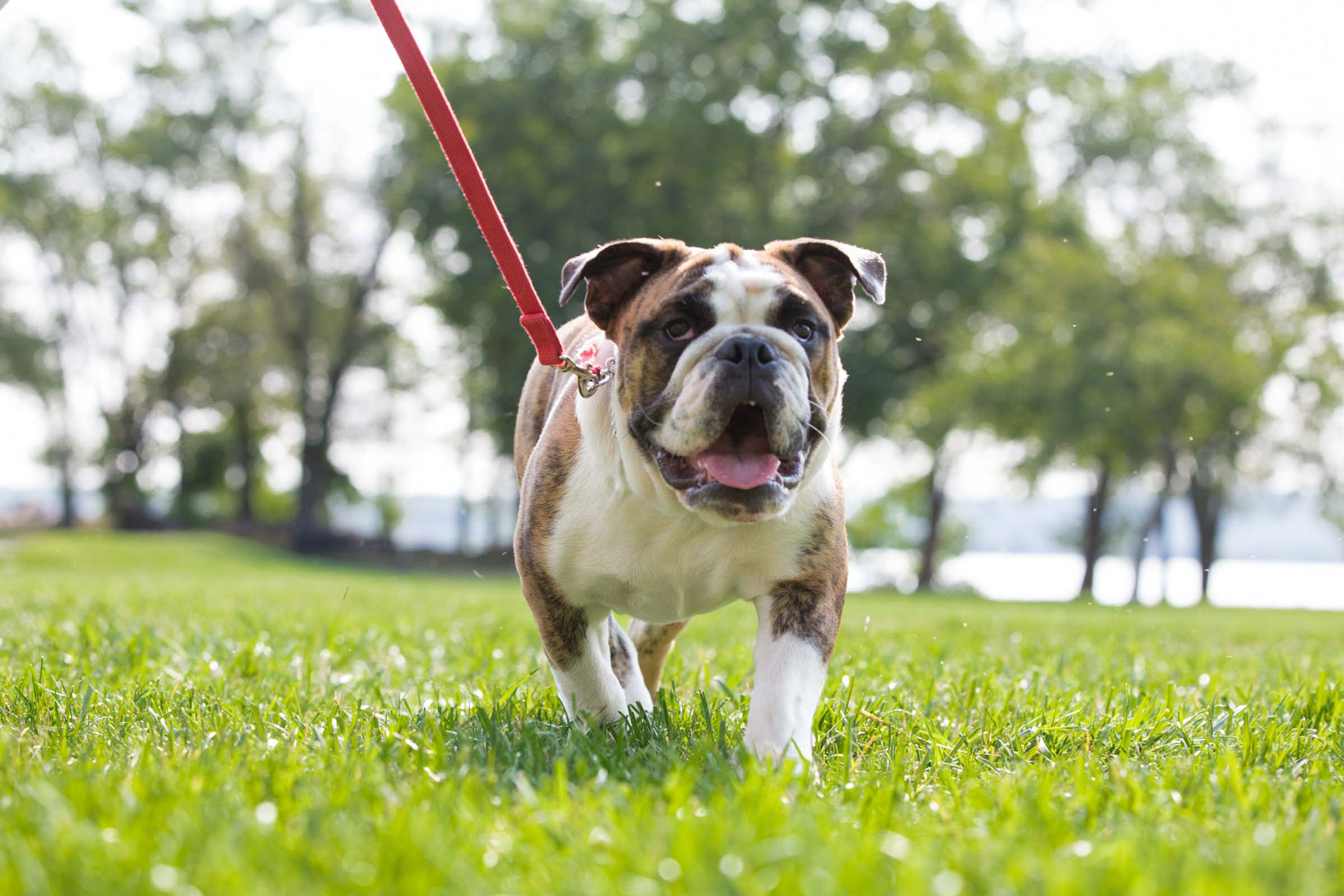 Olde Towne School For Dogs