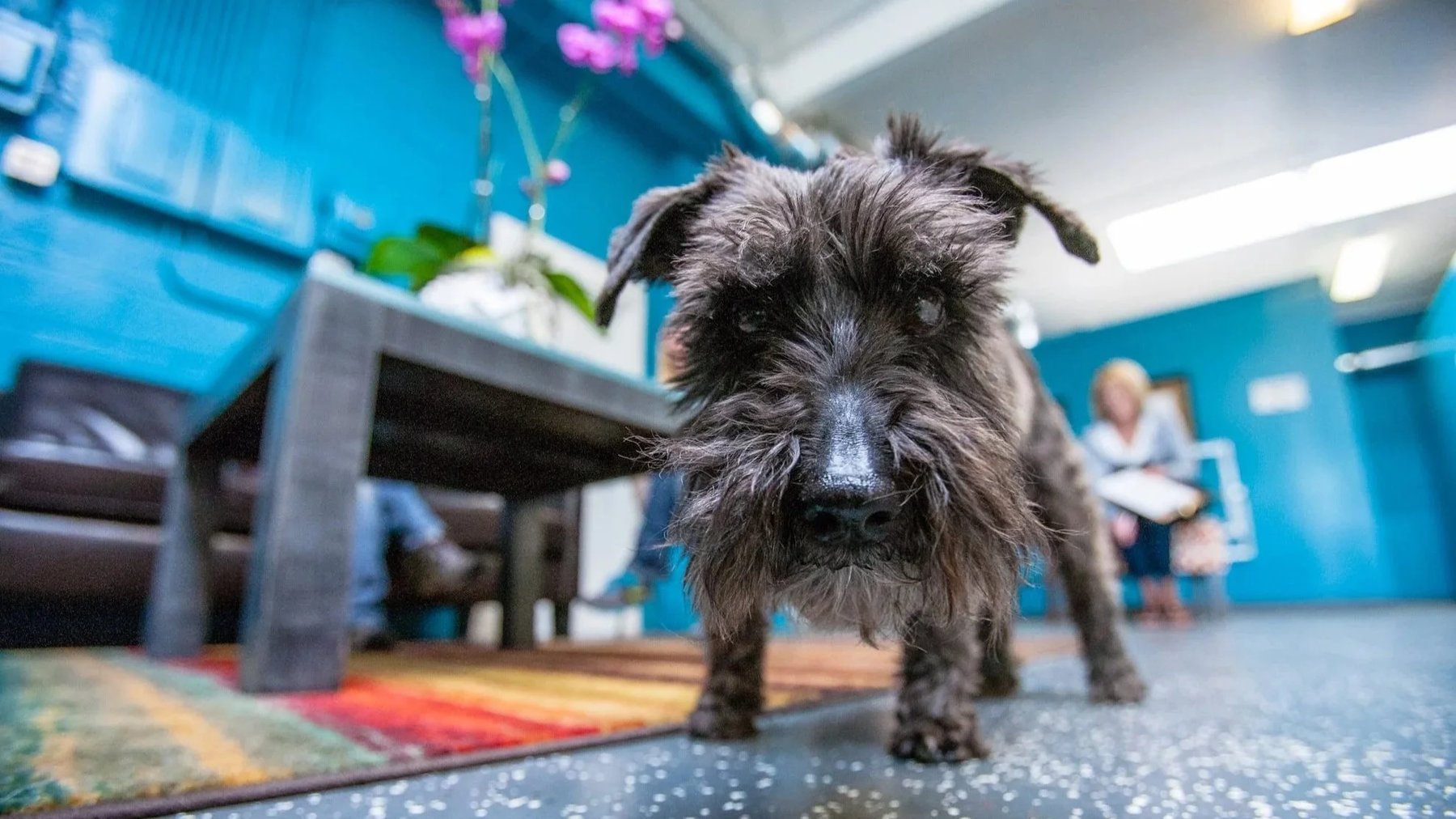 Barley’s Canine Recreation Center