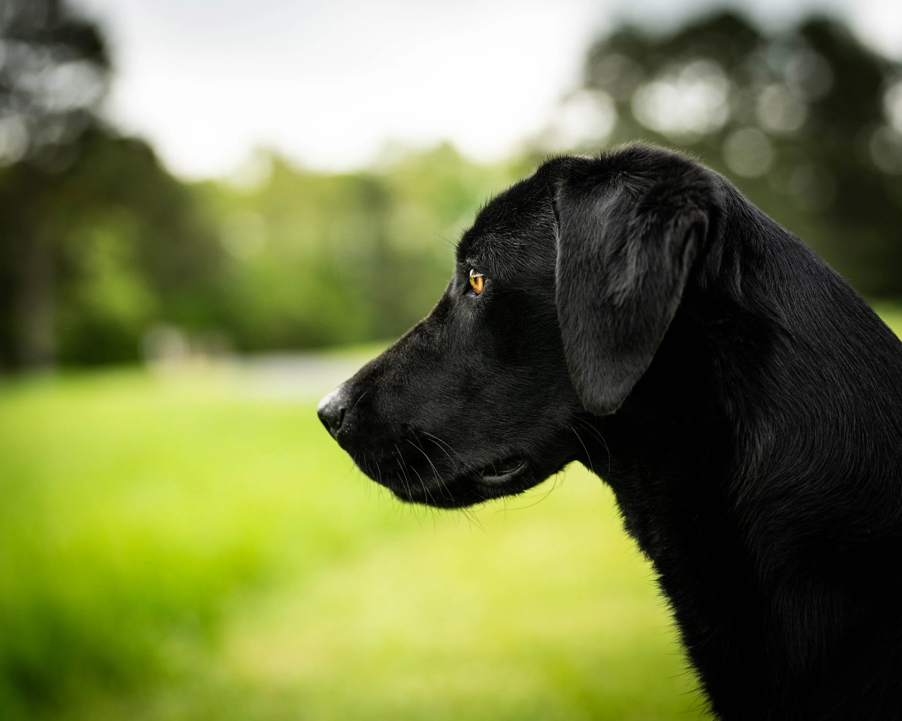 Wildrose Kennels