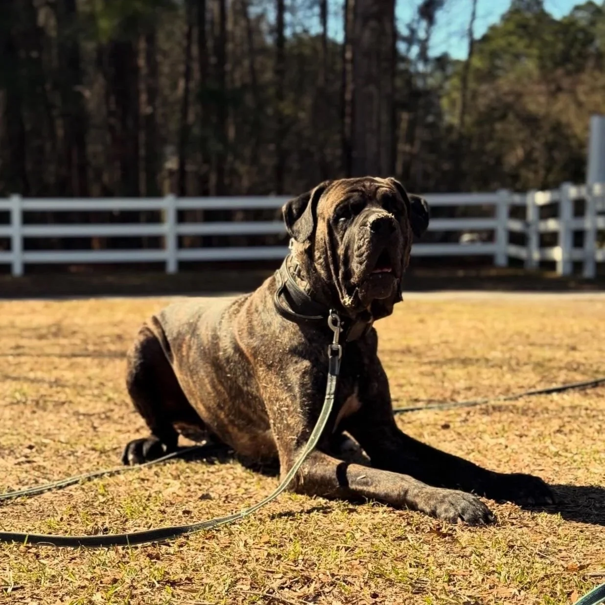 Town and Country K9