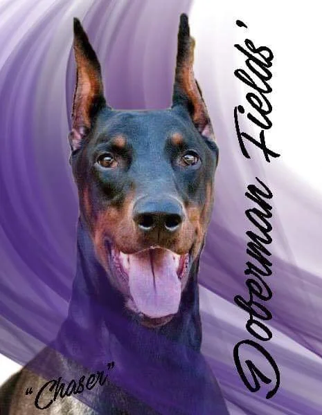 DF Canine Training