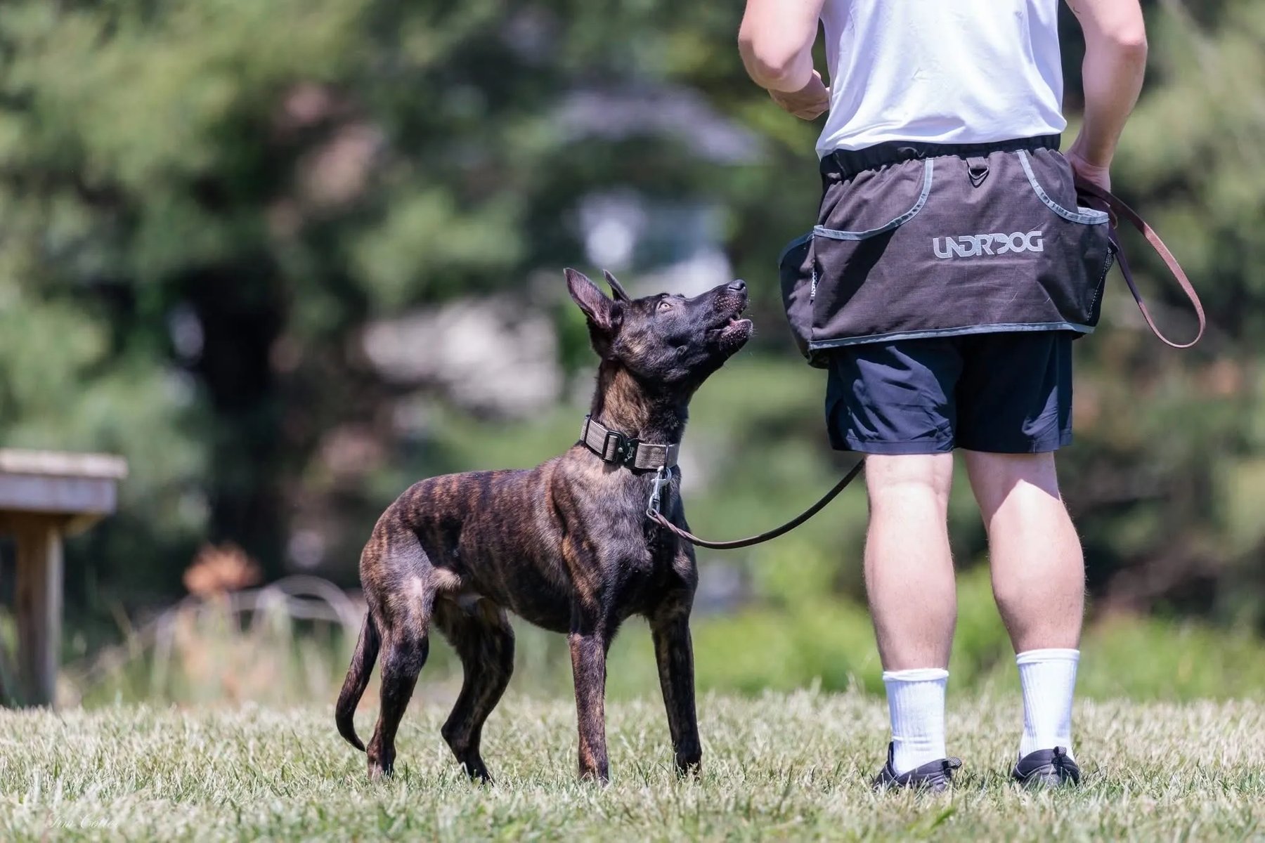 Dragon’s Tooth Dog Training