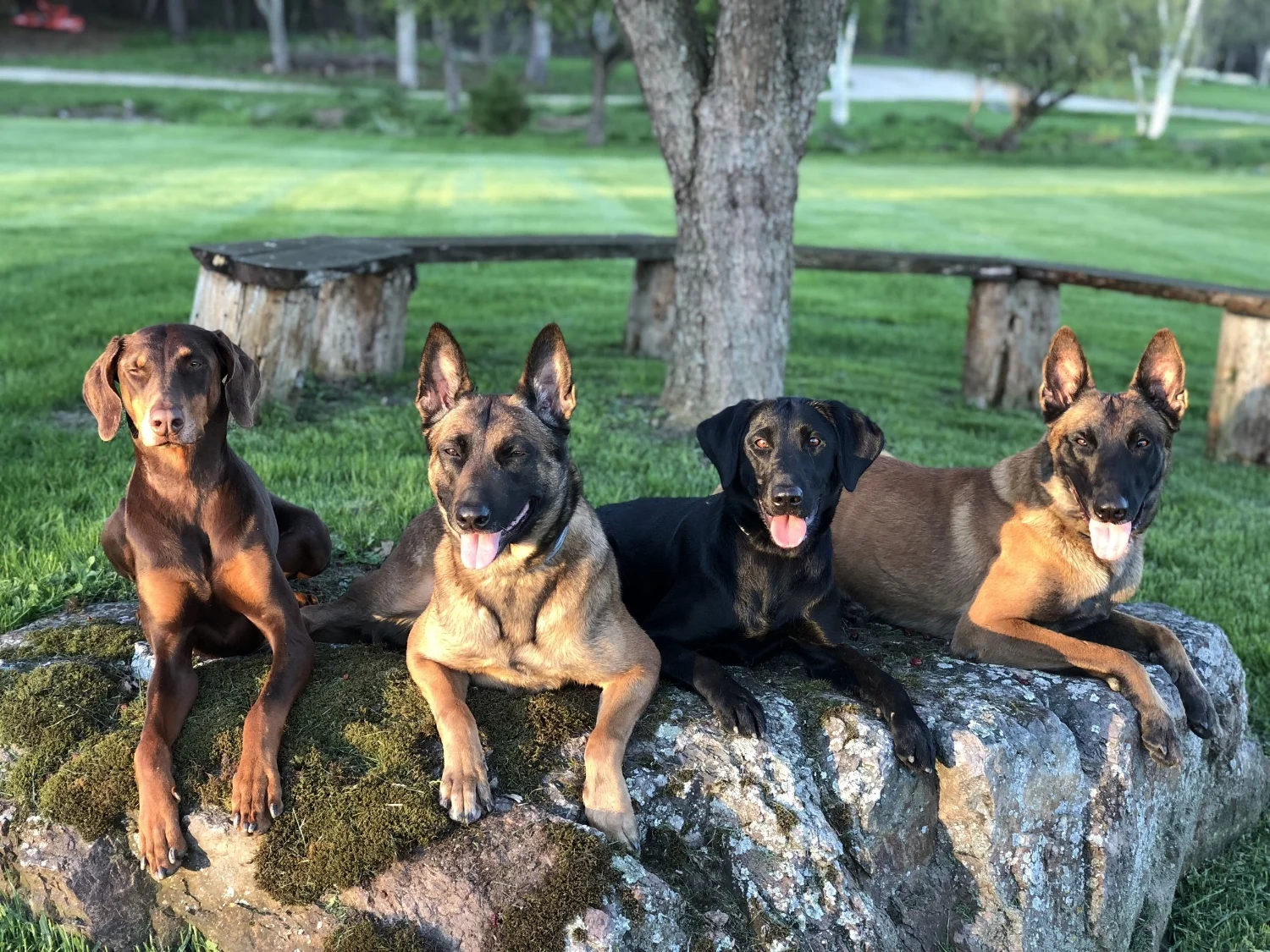 MondioPup, Inc. – Balanced Dog Training