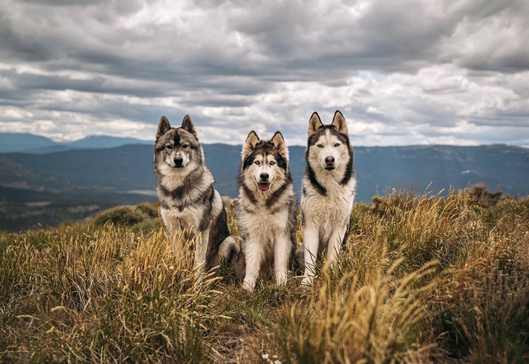 Venture Canine