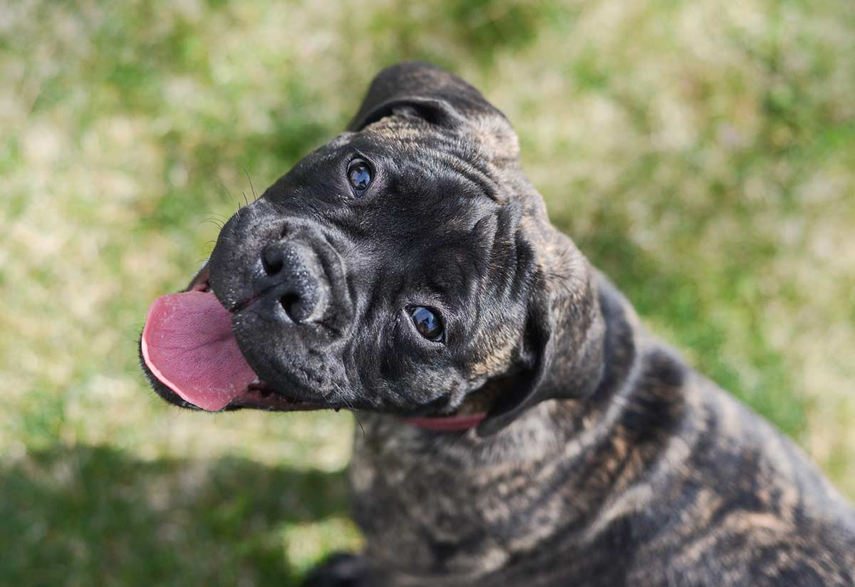 Full House Dog Training