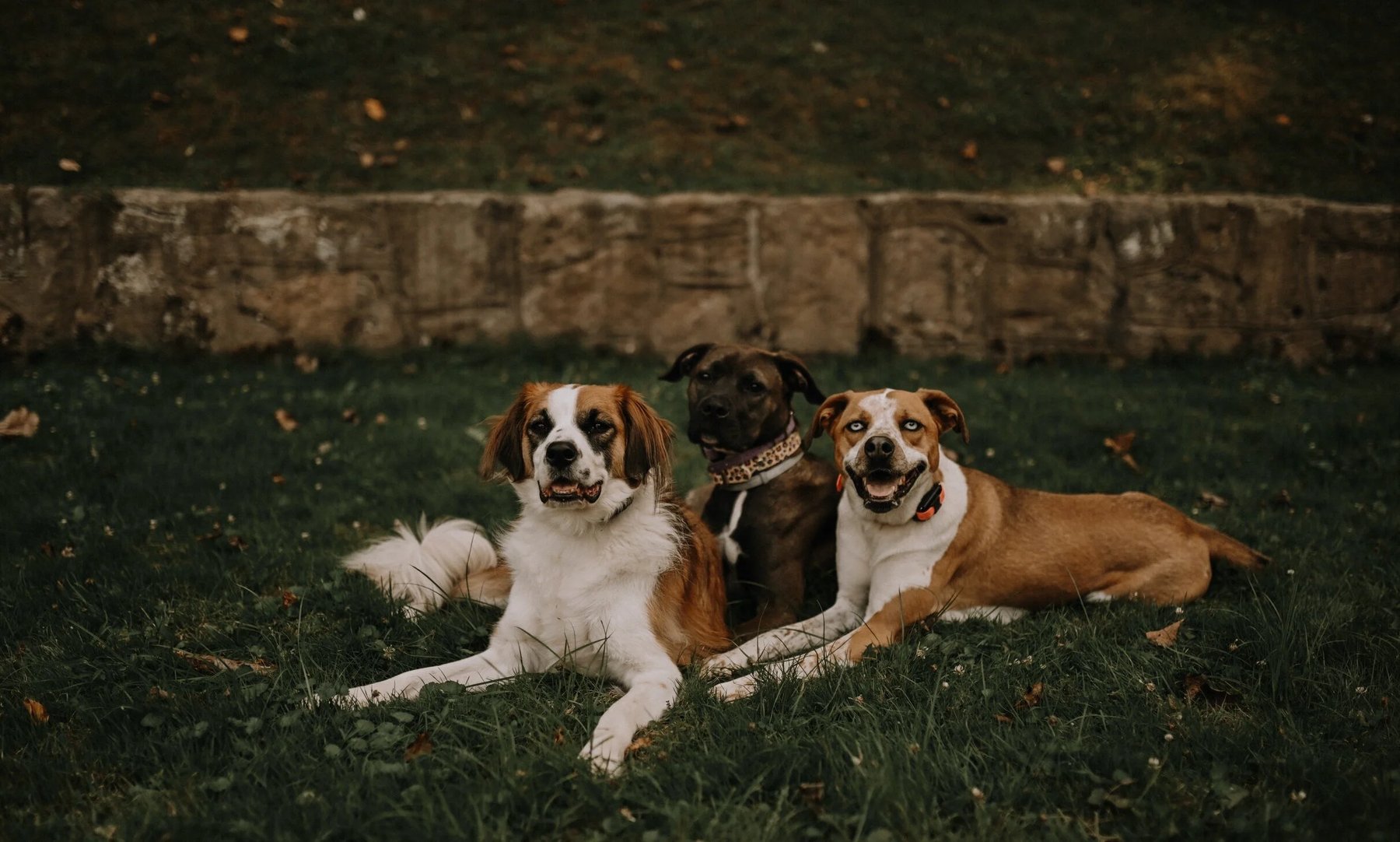 Primal Mountain K9 LLC