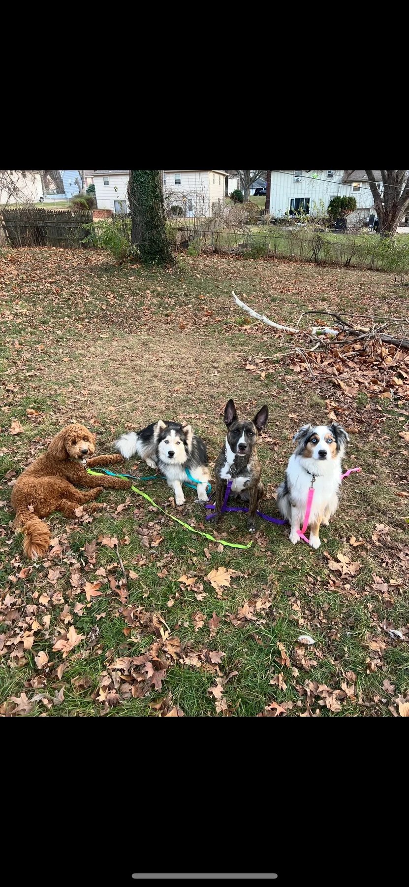 Donna Dog Training